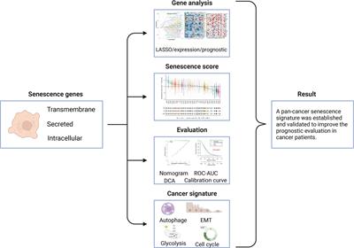 Exploring the role of cellular senescence in cancer prognosis across multiple tumor types